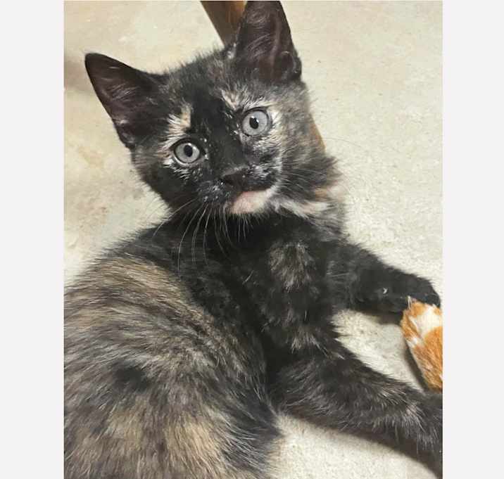 Photo of Star