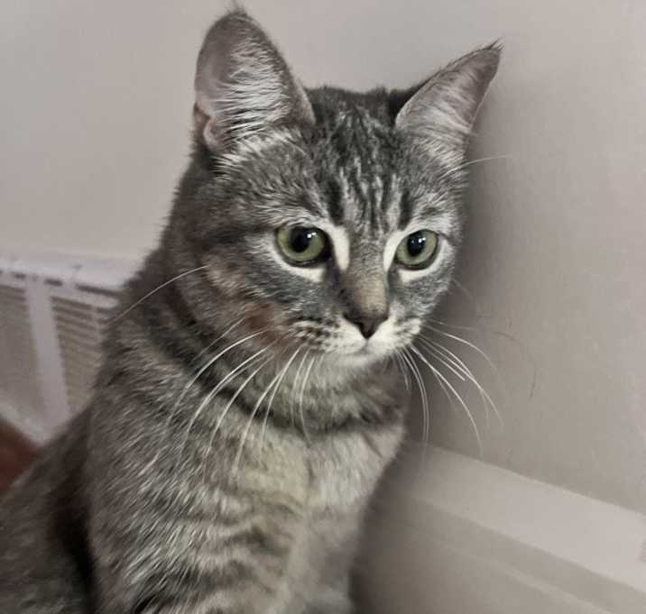 Photo of Peaches