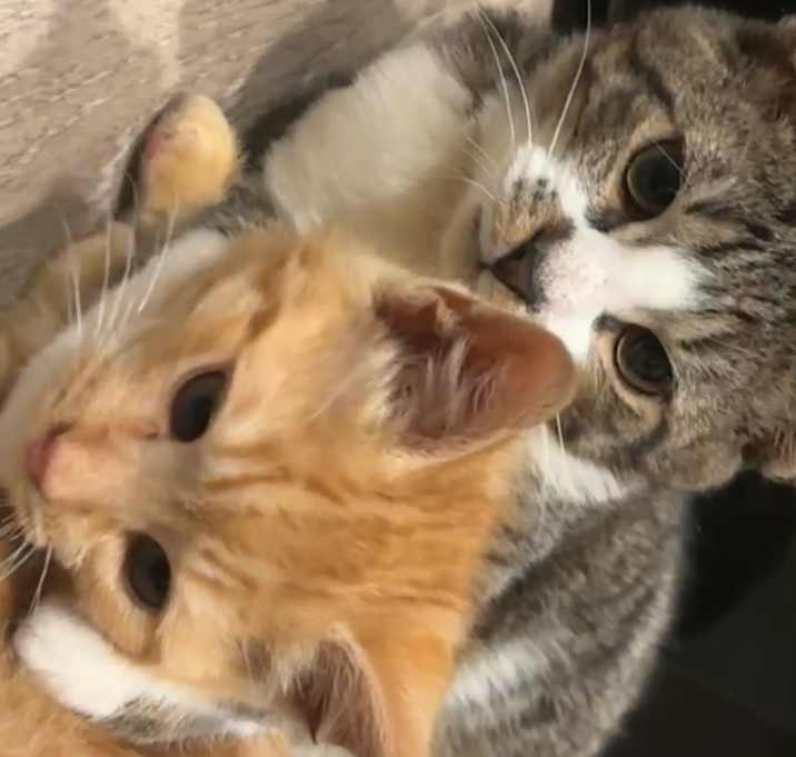 Photo of Kitty Jr.