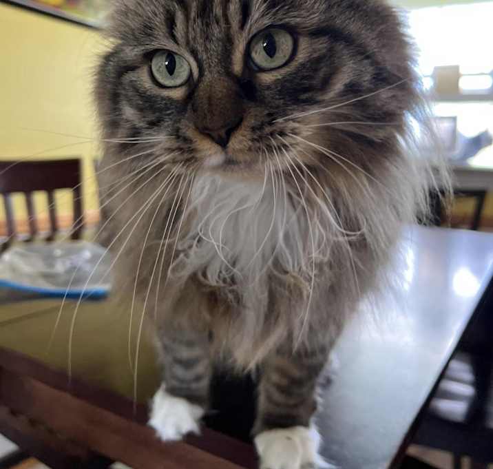 Photo of Gypsy