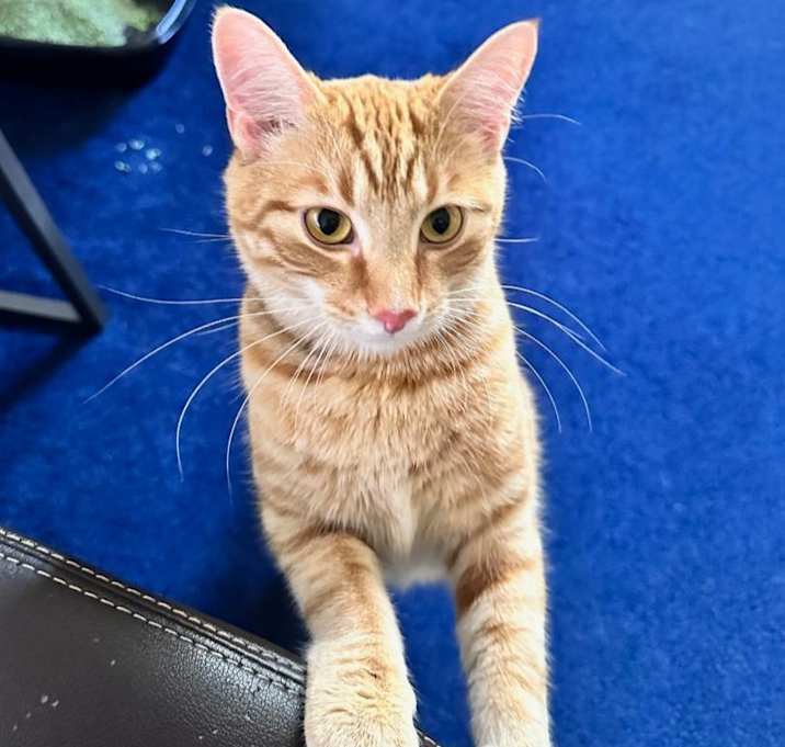 Photo of Bowie