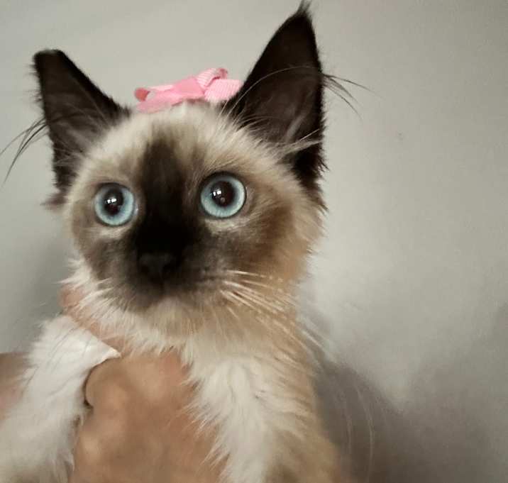 Photo of Couture