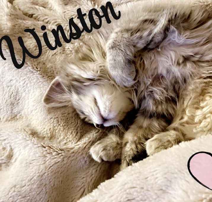 Photo of Winston