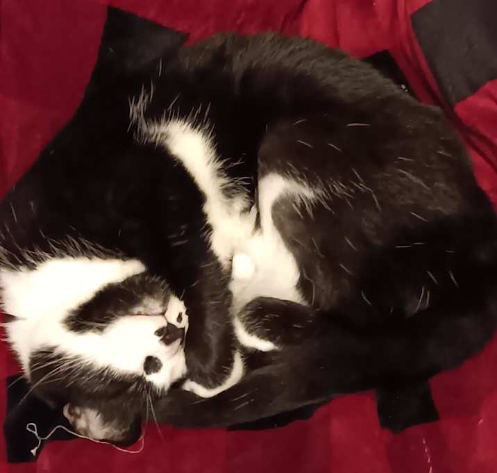 Photo of Shadow