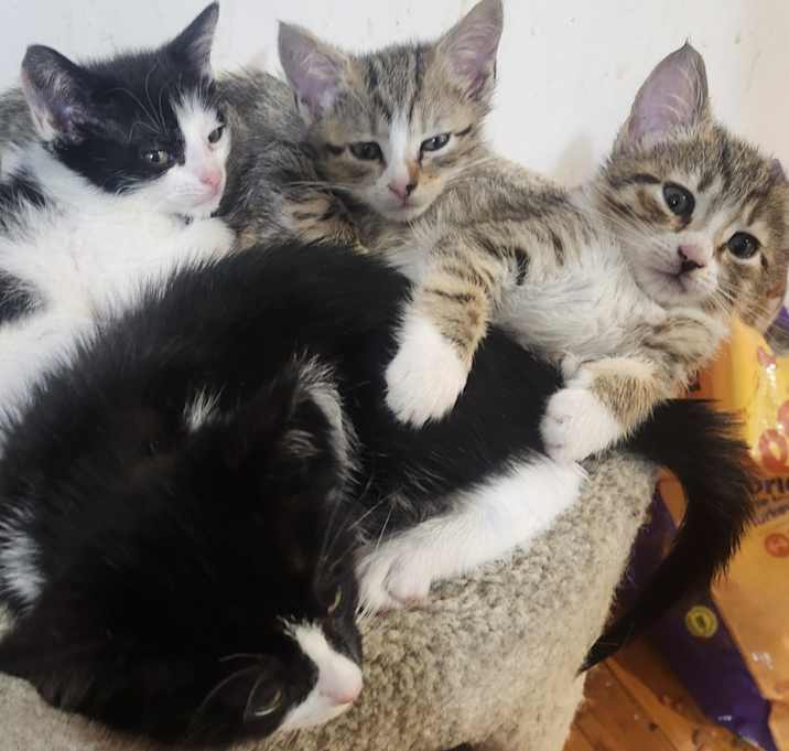 Photo of kitten