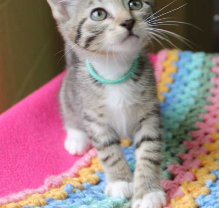 Photo of Sage - 41744