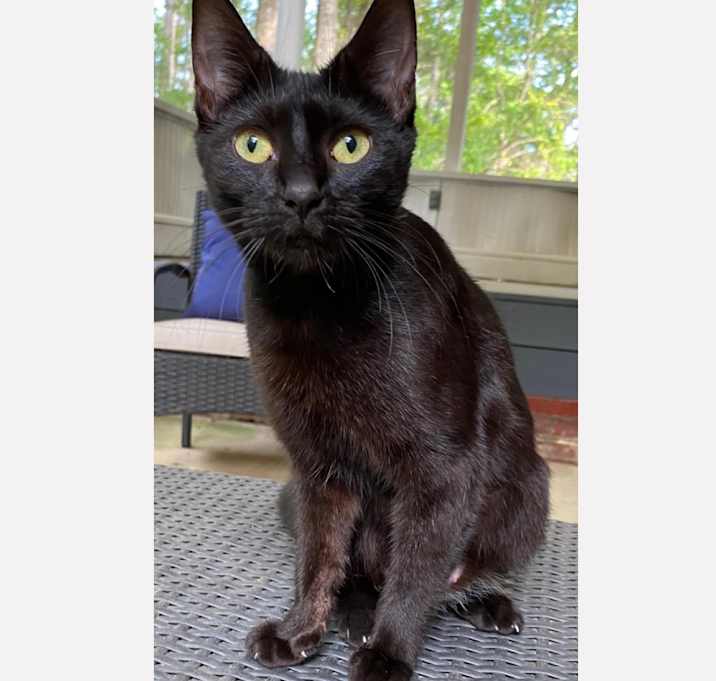 Photo of Nova