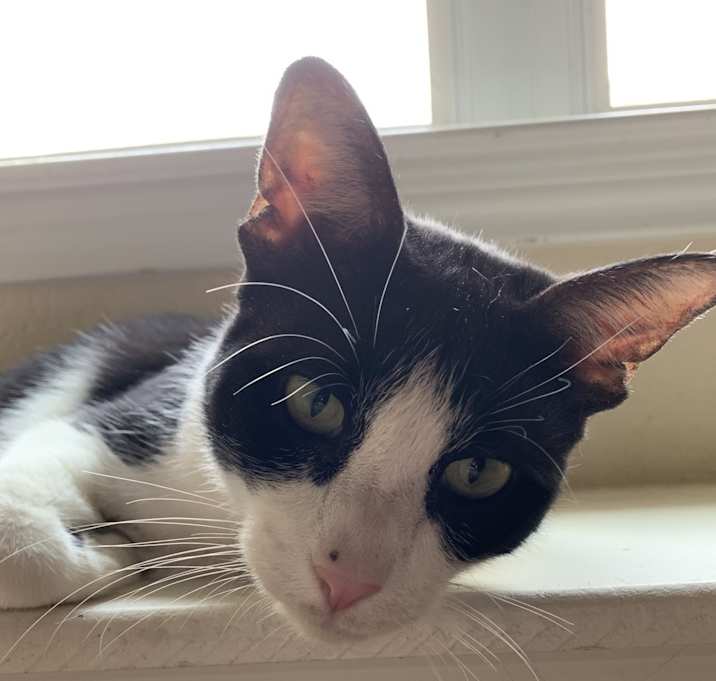 Photo of Tuxedo