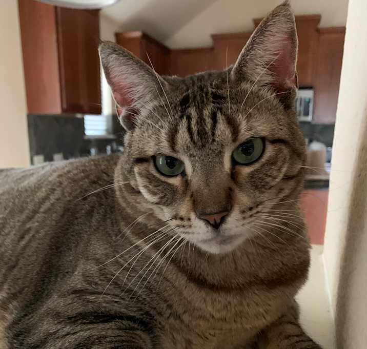 Photo of Tigress