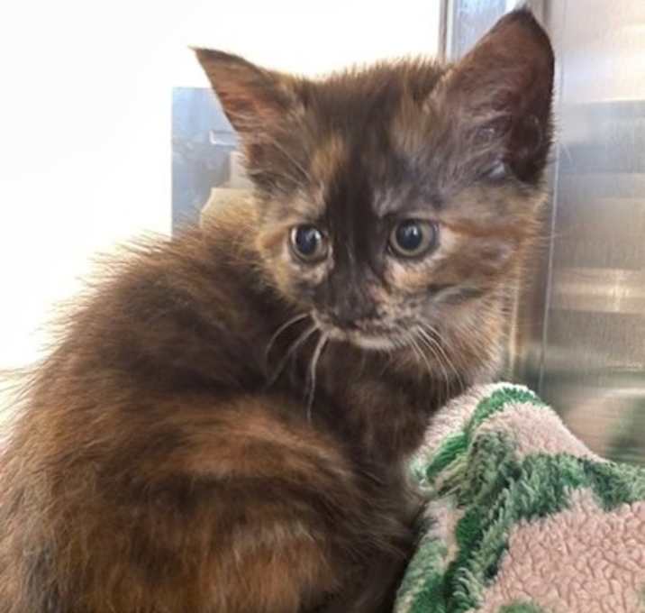 Photo of Emerald