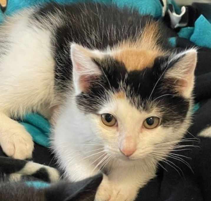 Photo of Pebbles