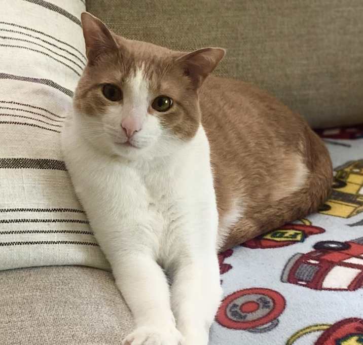 Photo of Chester