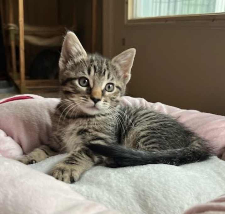 Photo of Rosemary