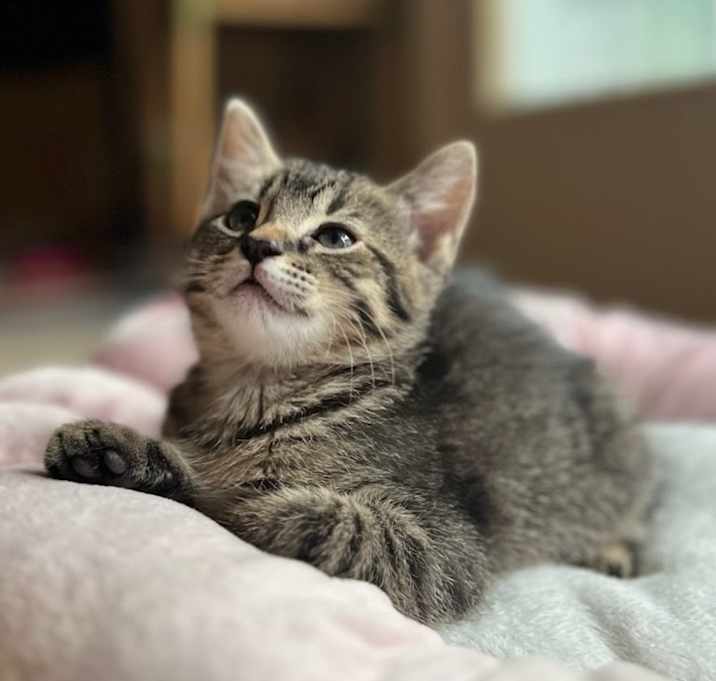 Photo of Kiwi