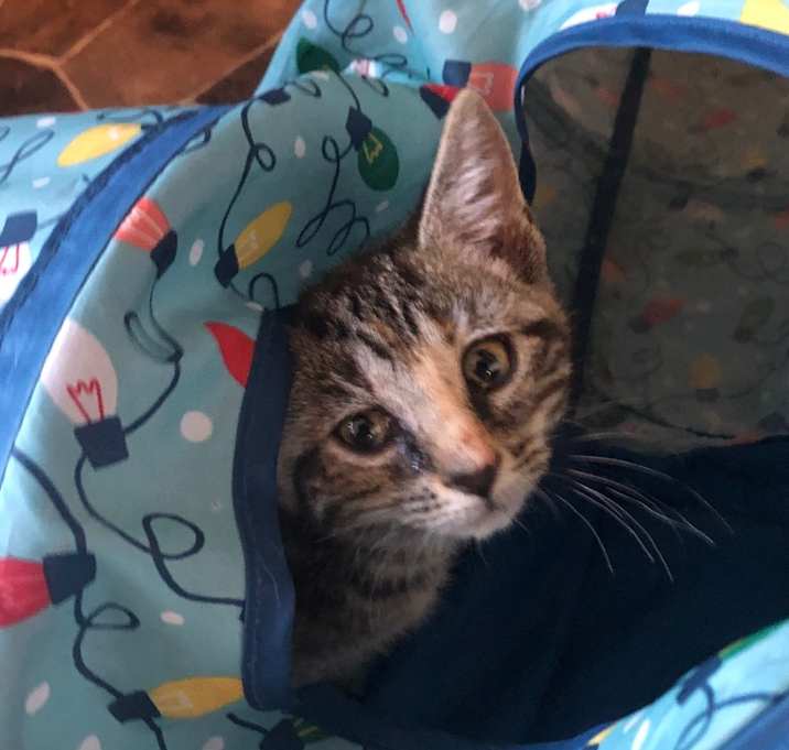 Photo of Starry