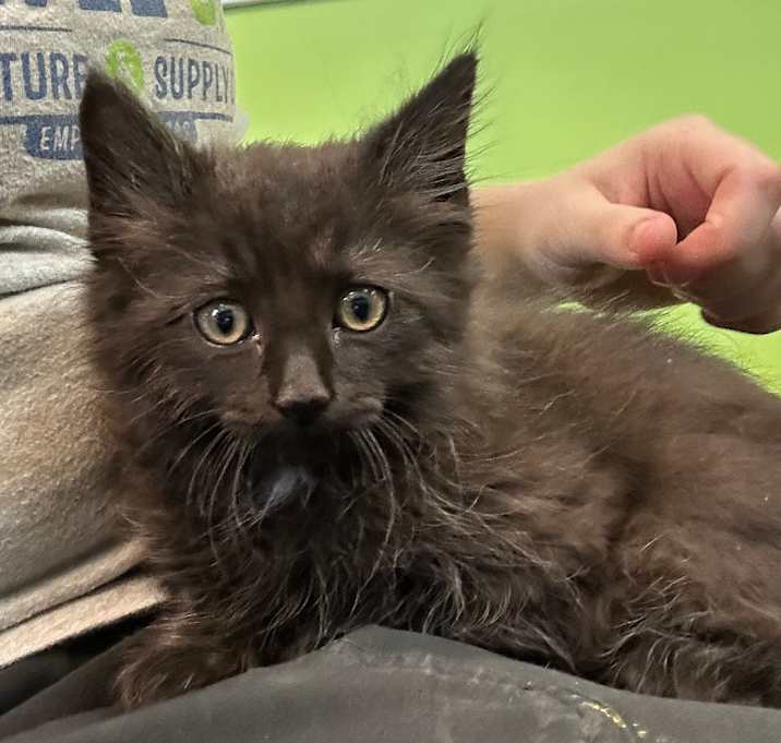 Photo of kitten
