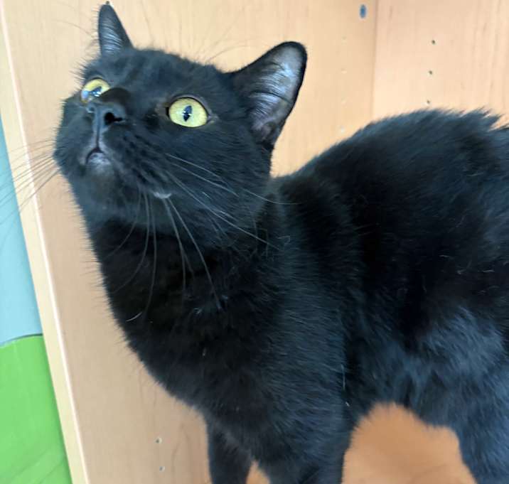 Photo of Spook