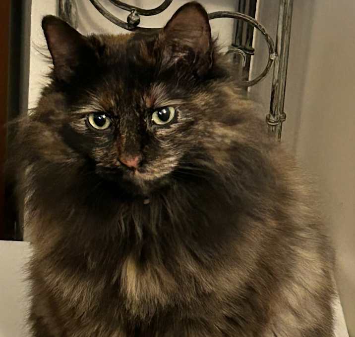 Photo of Paprika