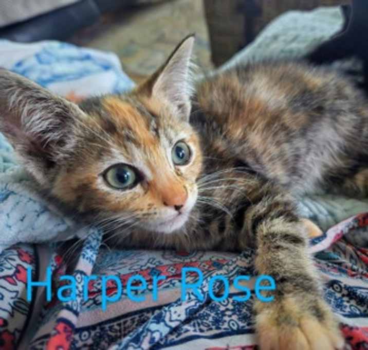Photo of Harper Rose