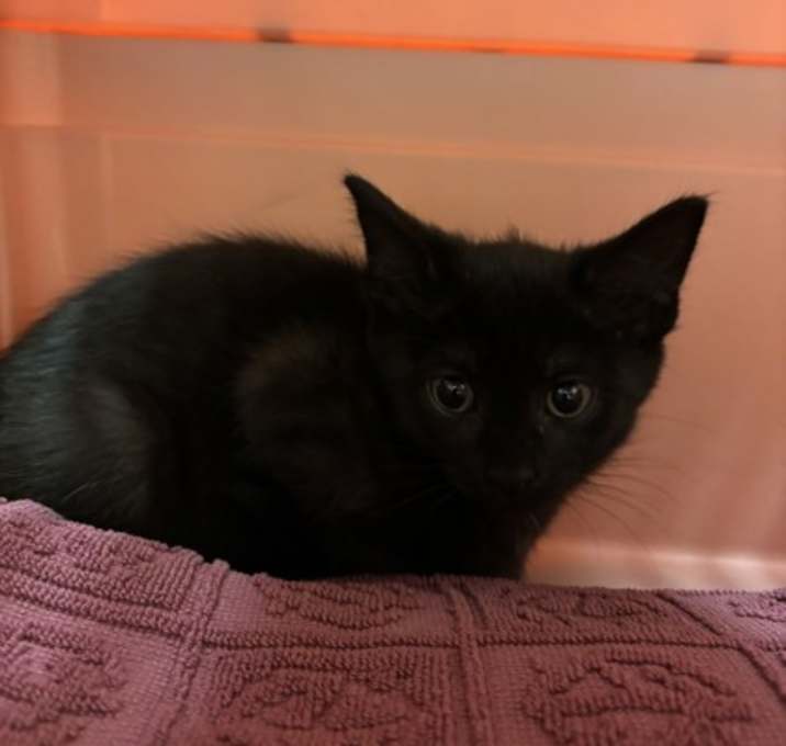 Photo of Crackle