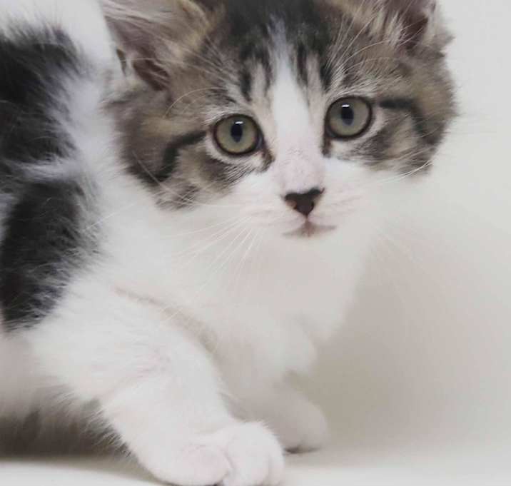 Photo of Echo