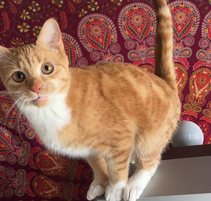 Photo of Hobbes