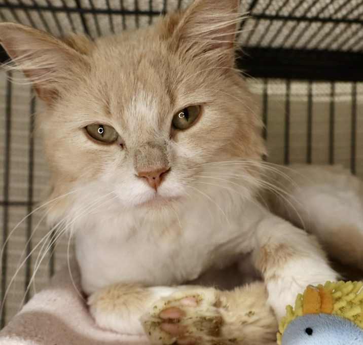 Photo of Cocoa