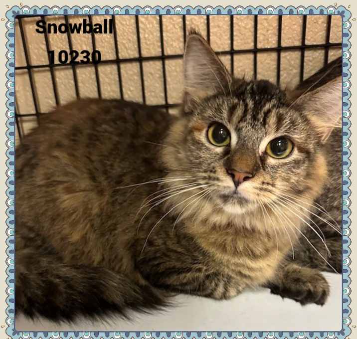 Photo of SNOWBALL