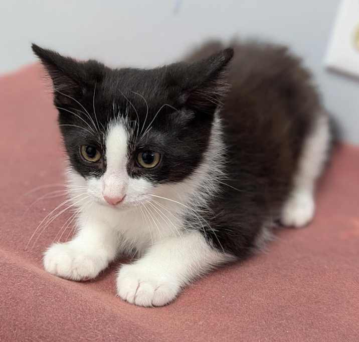Photo of Dexter
