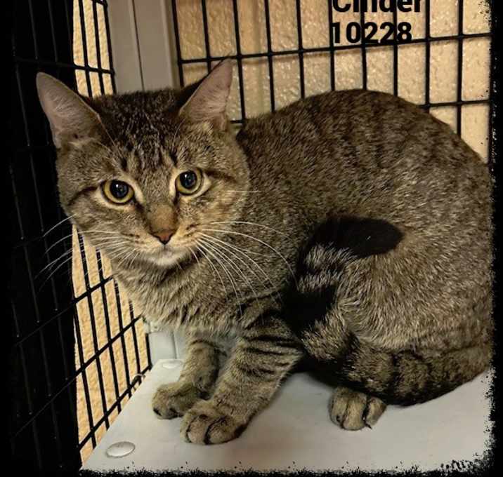 Photo of CINDER