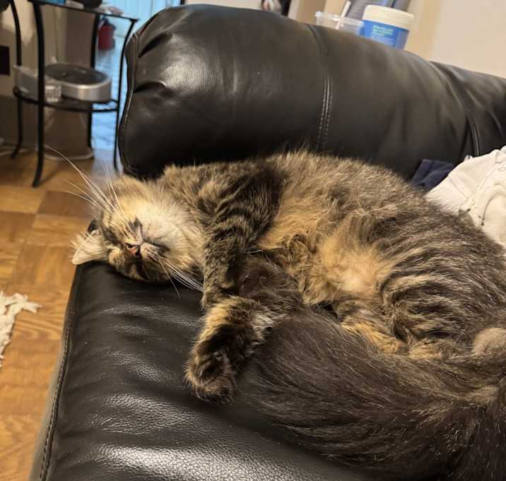 Photo of Frankie