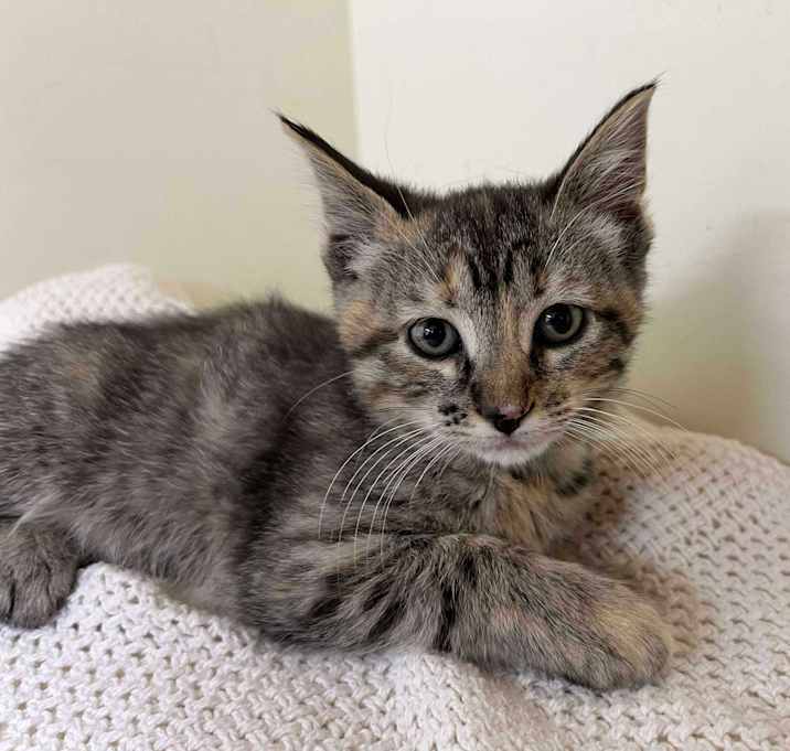 Photo of Emerald