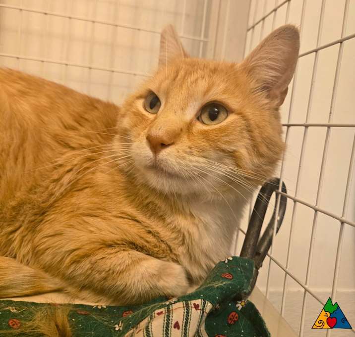 Photo of Cheeto