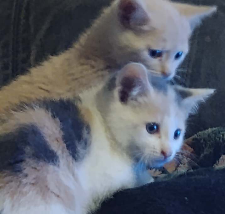 Photo of Dilute Calico / Dilute Pinky Tan