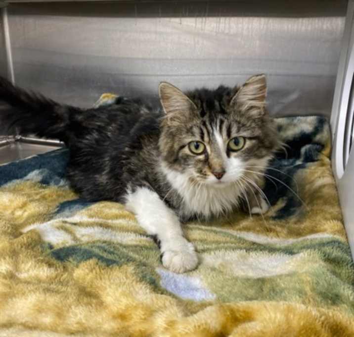 Photo of Pepper