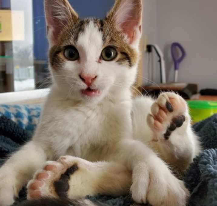 Photo of Oliver