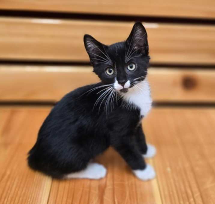 Photo of Goose