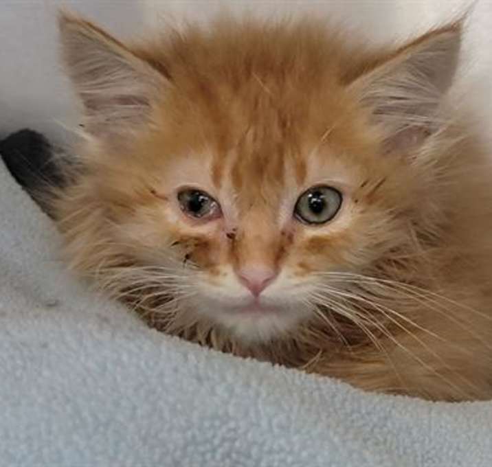 Photo of FLUFFY
