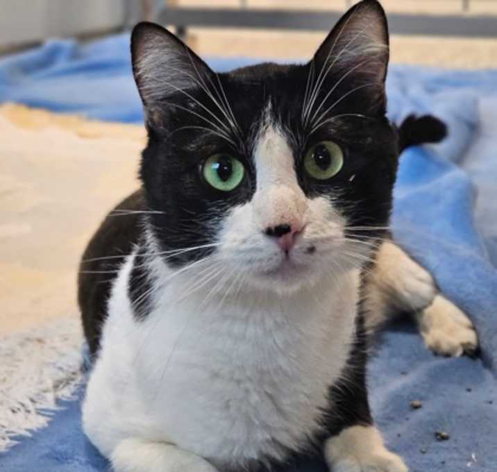 Photo of Kitty
