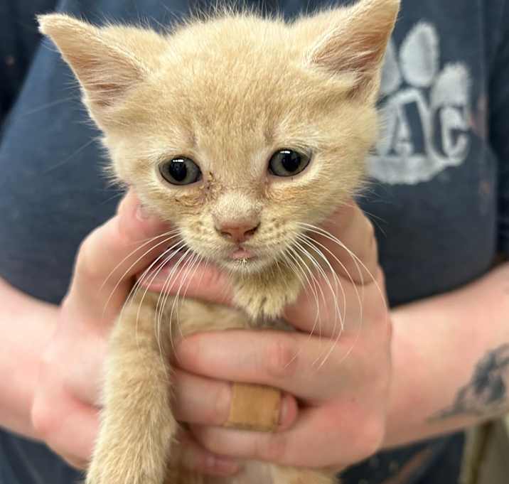 Photo of Sundae