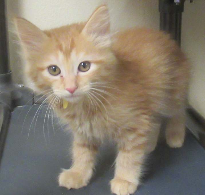 Photo of Maple