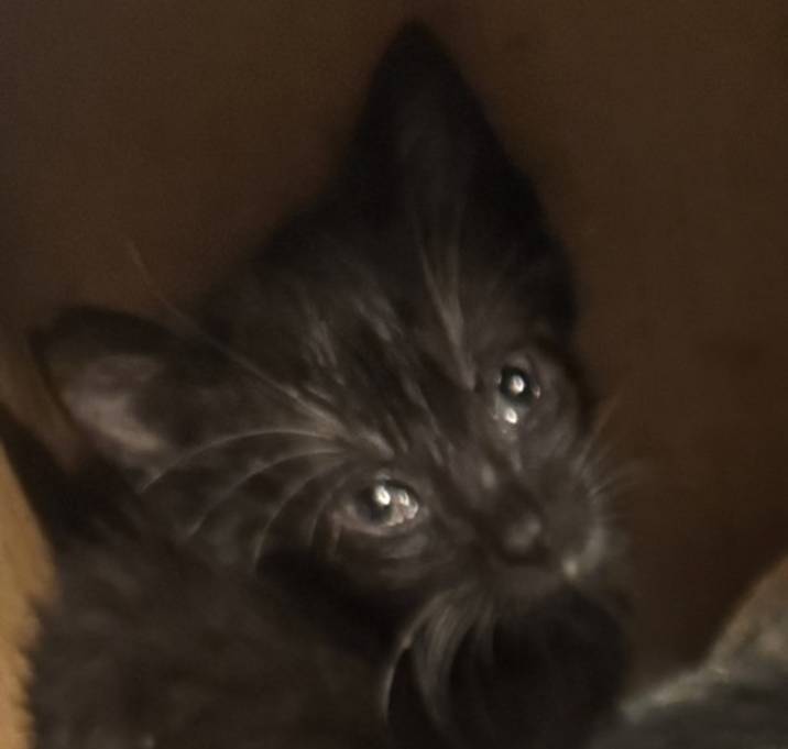Photo of Wolfie