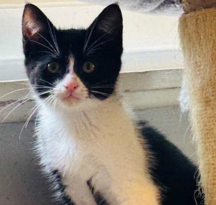 Photo of Ace