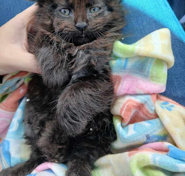 Photo of Coco