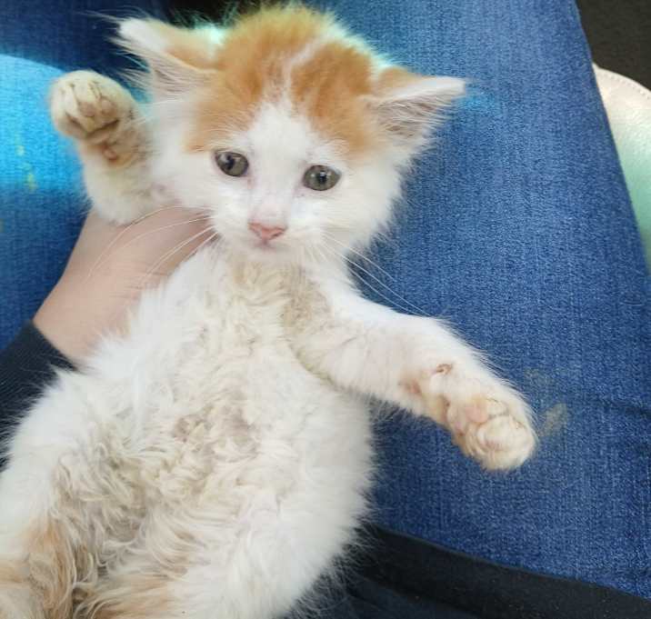 Photo of Honey