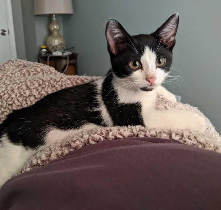 Photo of Mouse