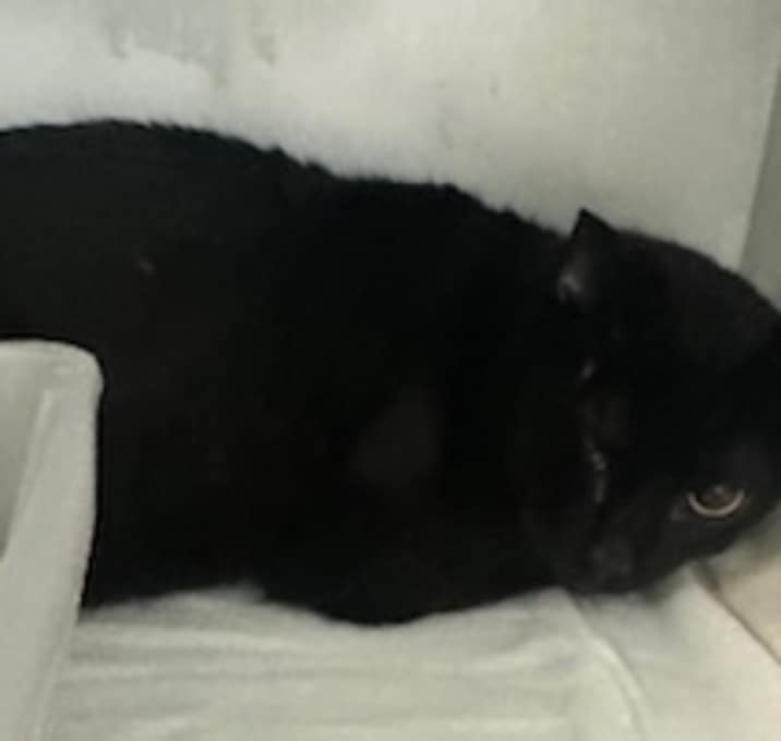 Photo of Hershey