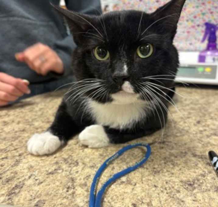 Photo of Mittens