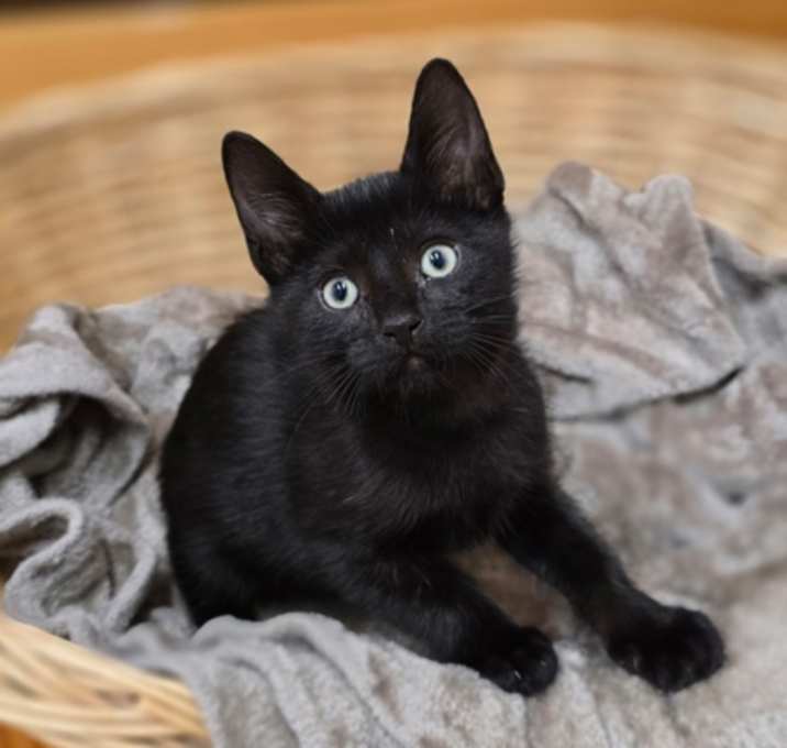 Photo of Oak