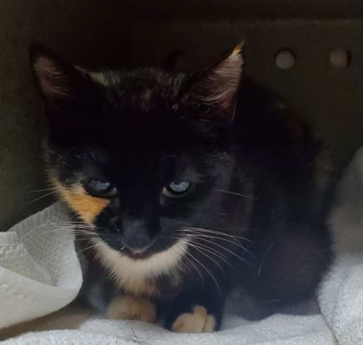 Photo of Callie